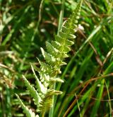 kapraď hřebenitá <i>(Dryopteris cristata)</i> / List