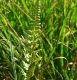 kapraď hřebenitá <i>(Dryopteris cristata)</i> / List