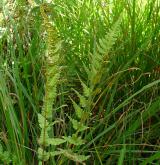 kapraď hřebenitá <i>(Dryopteris cristata)</i> / List