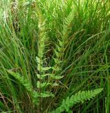 kapraď hřebenitá <i>(Dryopteris cristata)</i> / Habitus