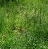 přeslička poříční <i>(Equisetum fluviatile)</i> / Detail porostu
