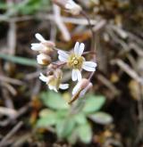 osívka jarní <i>(Erophila verna)</i> / Květ/Květenství