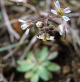 osívka jarní <i>(Erophila verna)</i> / Květ/Květenství