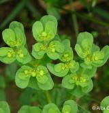 pryšec kolovratec <i>(Euphorbia helioscopia)</i> / Plod