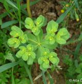 pryšec kolovratec <i>(Euphorbia helioscopia)</i> / Květ/Květenství