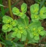 pryšec kolovratec <i>(Euphorbia helioscopia)</i> / Habitus