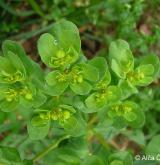 pryšec kolovratec <i>(Euphorbia helioscopia)</i> / Habitus