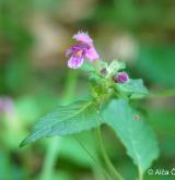 konopice pýřitá <i>(Galeopsis pubescens)</i> / Květ/Květenství