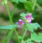 konopice pýřitá <i>(Galeopsis pubescens)</i> / Květ/Květenství