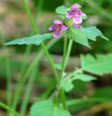 konopice pýřitá <i>(Galeopsis pubescens)</i> / Květ/Květenství