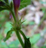 konopice pýřitá <i>(Galeopsis pubescens)</i> / Ostatní