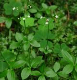 svízel okrouhlolistý <i>(Galium rotundifolium)</i> / Habitus