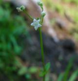 svízel okrouhlolistý <i>(Galium rotundifolium)</i> / Květ/Květenství