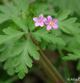 kakost purpurový <i>(Geranium purpureum)</i> / Květ/Květenství