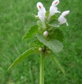 hluchavka nachová <i>(Lamium purpureum)</i> / Habitus