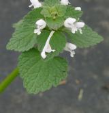 hluchavka nachová <i>(Lamium purpureum)</i> / Habitus