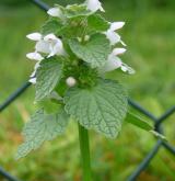 hluchavka nachová <i>(Lamium purpureum)</i> / Habitus
