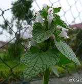 hluchavka nachová <i>(Lamium purpureum)</i> / Habitus
