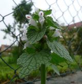 hluchavka nachová <i>(Lamium purpureum)</i> / Habitus