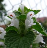 hluchavka nachová <i>(Lamium purpureum)</i> / Květ/Květenství