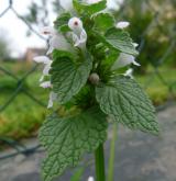 hluchavka nachová <i>(Lamium purpureum)</i> / Habitus