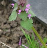 hluchavka nachová <i>(Lamium purpureum)</i> / Habitus