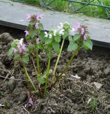 hluchavka nachová <i>(Lamium purpureum)</i> / Habitus