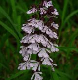 vstavač nachový  <i>(Orchis purpurea)</i> / Květ/Květenství