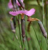 hvozdík lesní <i>(Dianthus sylvaticus)</i>