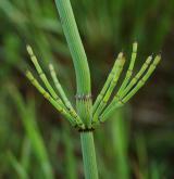 přeslička Mooreova <i>(Equisetum ×moorei)</i> / List