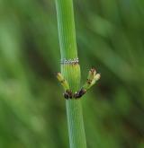 přeslička Mooreova <i>(Equisetum ×moorei)</i> / Stonek