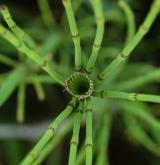 přeslička Mooreova <i>(Equisetum ×moorei)</i> / Stonek