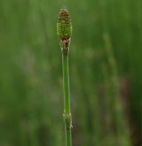 přeslička větevnatá <i>(Equisetum ramosissimum)</i> / Květ/Květenství