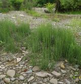 přeslička větevnatá <i>(Equisetum ramosissimum)</i> / Porost