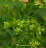 pryšec prutnatý <i>(Euphorbia waldsteinii)</i> / Květ/Květenství