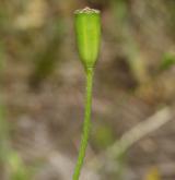 mák bělokvětý <i>(Papaver maculosum)</i> / Plod