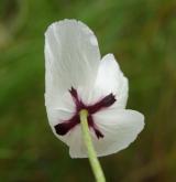 mák bělokvětý <i>(Papaver maculosum)</i> / Květ/Květenství