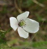 mák bělokvětý <i>(Papaver maculosum)</i> / Květ/Květenství