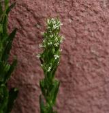 huseník hajní <i>(Arabis nemorensis)</i>