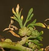 vranožka šupinatá  <i>(Coronopus squamatus)</i> / Plod
