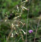 silenka dlouhokvětá <i>(Silene bupleuroides)</i> / Květ/Květenství