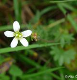 lomikámen zrnatý <i>(Saxifraga granulata)</i> / Květ/Květenství