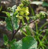 hořčice polní <i>(Sinapis arvensis)</i> / Květ/Květenství
