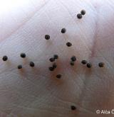 kolenec rolní <i>(Spergula arvensis)</i> / Semena