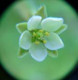 kolenec rolní <i>(Spergula arvensis)</i> / Květ/Květenství