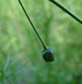 kolenec rolní <i>(Spergula arvensis)</i> / Ostatní