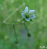 kolenec rolní <i>(Spergula arvensis)</i> / Květ/Květenství