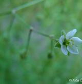 kolenec rolní <i>(Spergula arvensis)</i> / Květ/Květenství