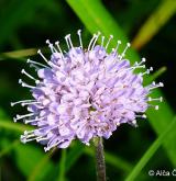 čertkus luční <i>(Succisa pratensis)</i> / Květ/Květenství