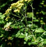 vratič obecný <i>(Tanacetum vulgare)</i> / Květ/Květenství